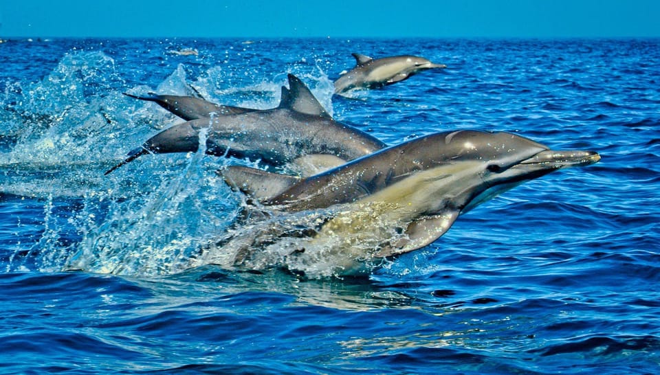 Dolphin Tour + Blue Lagoon + Seafood Lunch - View 1