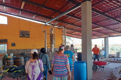 Mazatlan: Mezcal Factory Tour with Tasting and Lunch
