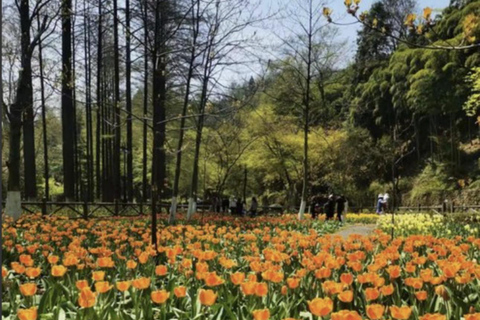 Shanghai: Moganshan Bamboo Hike with 1920s Villas private tour option