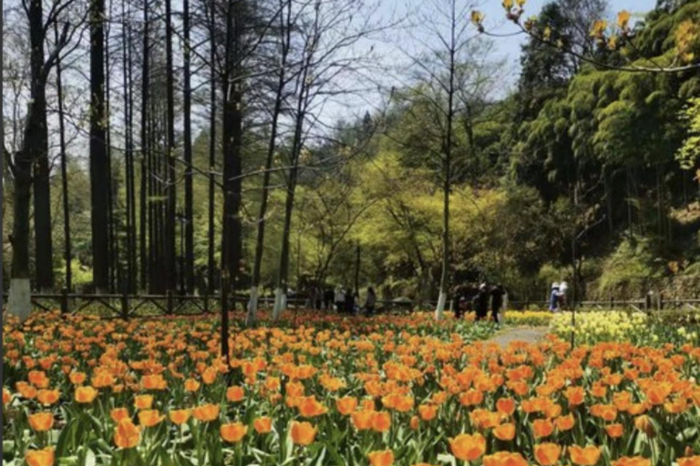Shanghai: Moganshan Bamboo Hike with 1920s Villas private tour option