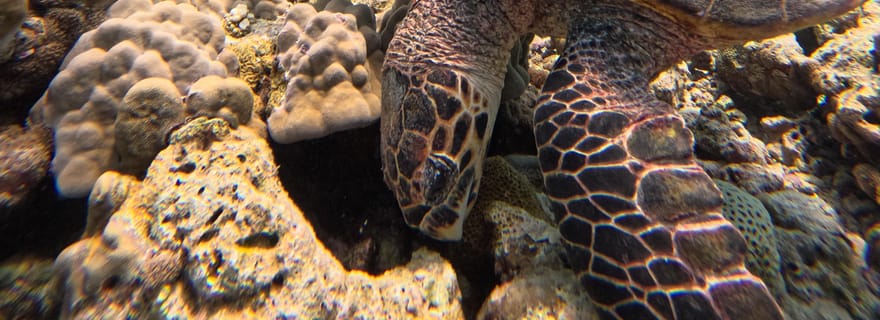 Maafushi : cours de découverte de la plongée sous-marine, première expérience