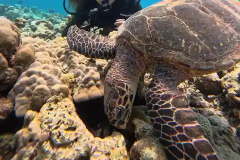 Maafushi: Discover Scuba Diving Class, First Time Experience