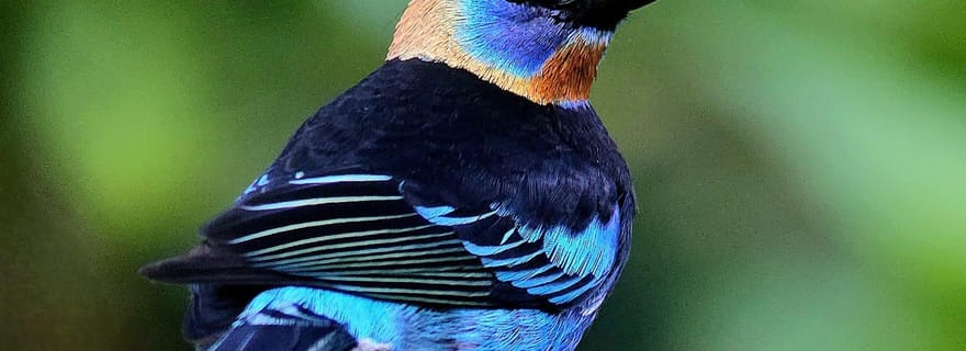 Visite guidée de Monteverde à la Finca Ecológica San Luis