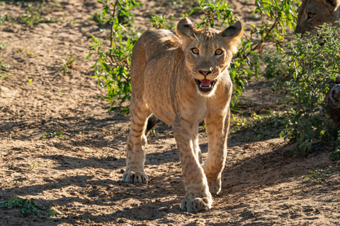 Zanzibar: 3-Day Mikumi National Park Safari with Free Pickup