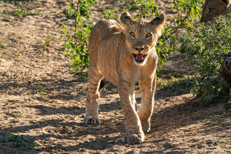 Zanzibar: 3-Day Mikumi National Park Safari with Free Pickup