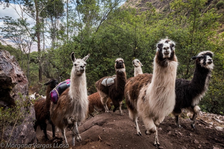 Desde Cusco: Paseo con alpacas y llamas & Picnic |Mediodía|