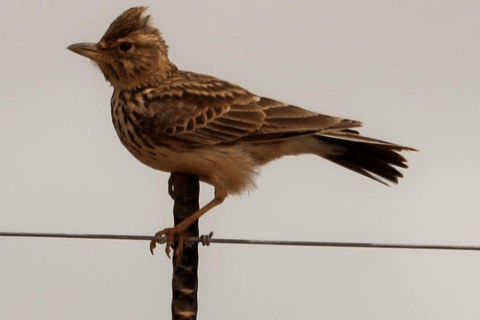 Cape Town: Kirstenbosch & False Bay Birdwatching Tour