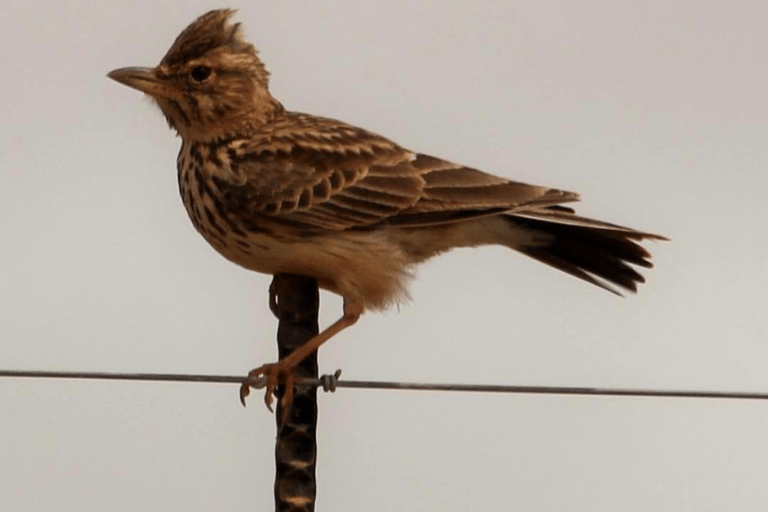 Cape Town: Kirstenbosch & False Bay Birdwatching Tour