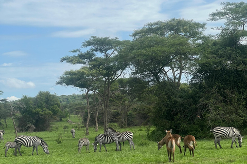 Entebbe: Nationaal Park Lake Mburo, Equator Tour &amp; Rondvaart