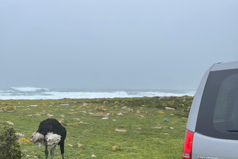 Cape of Good Hope and Penguins Full-Day Private Tour Private tour: Cape of Good Hope and Penguins Full-Day Tour