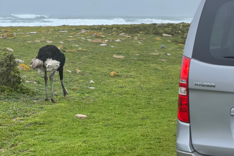 Cape of Good Hope and Penguins Full-Day Private Tour Private tour: Cape of Good Hope and Penguins Full-Day Tour