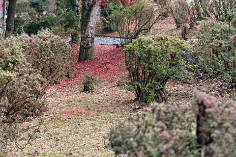 Kyoto Private Customizable Tour With Guide & Luxury vehicle