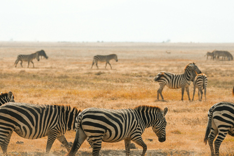 Arusha: 2-Day Tarangire & Lake Manyara Tanzania Safari Arusha: Private Day Trip to Tarangire National Park