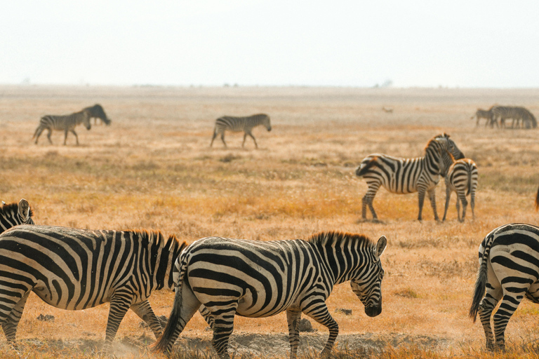 Arusha: 2-Day Tarangire & Lake Manyara Tanzania Safari Arusha: Private Day Trip to Tarangire National Park