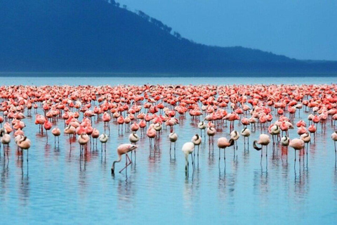 Nairobi: Lake Nakuru National Park Day Trip with Game Drive
