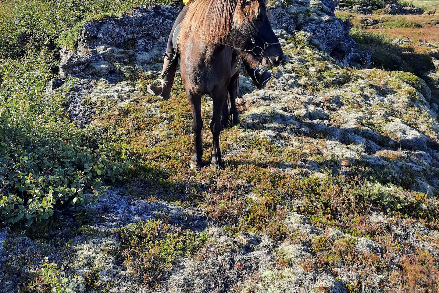 Norte de Islandia: Tour a Caballo