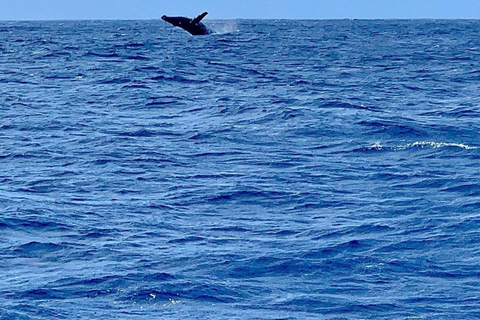 Oahu Hawaii: Honolulu Sailing Tour Oahu Hawaii: Honolulu Sailing Tour with hotel pickup