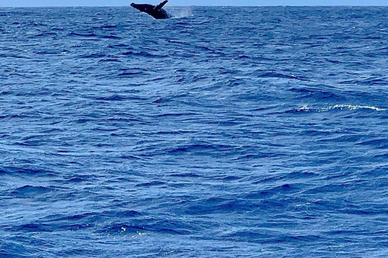 Oahu Hawaii: Honolulu Sailing Tour Oahu Hawaii: Honolulu Sailing Tour with hotel pickup