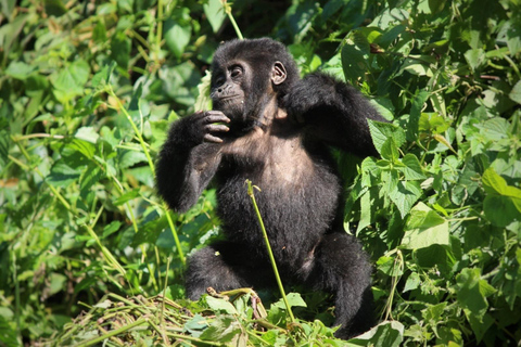 Uganda: Excursión de 3 días de aventura con gorilas