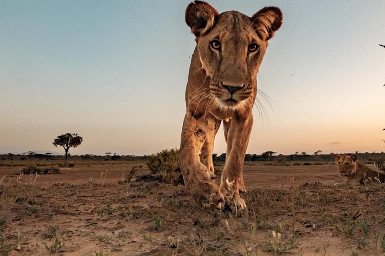 Nairobi National Park Scenic Wildlife-Packed Half-Day safari