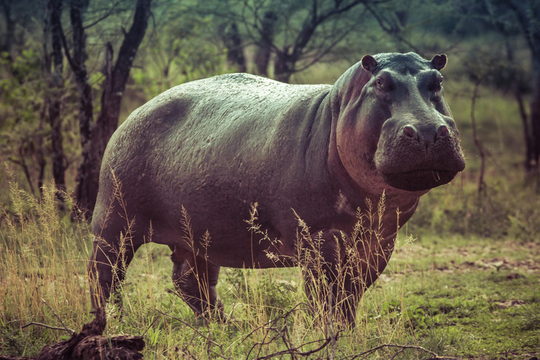 Arusha: 6-Day Safari to Tarangire, Serengeti, and Ngorongoro