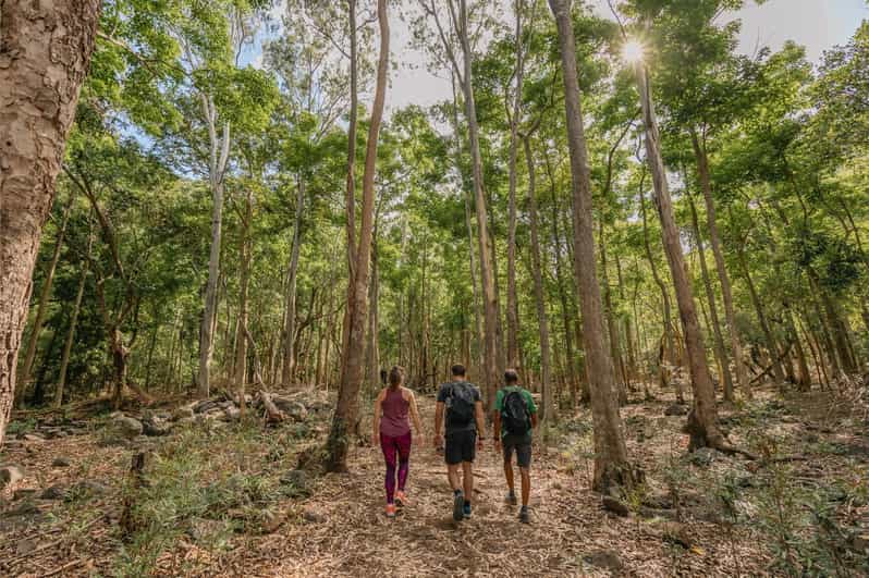 Mauritius: Black River Gorges National Park 3-Hour Hike