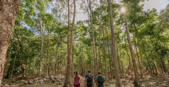Mauritius: Black River Gorges National Park 3-Hour Hike