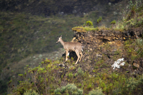 Private sight Tour Chingaza Paramo from Bogota, Andean BearPrivate sighting Tour in Chingaza Paramo, Andean Bear