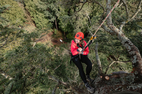 Vancouver Tree Climbing Tour: Canopy Expedition Adventure