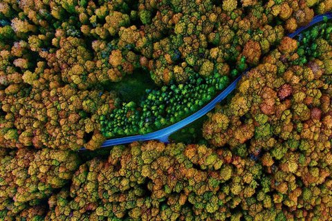 From Tbilisi: Sabaduri Forest, Chronicles & Bear Zoo