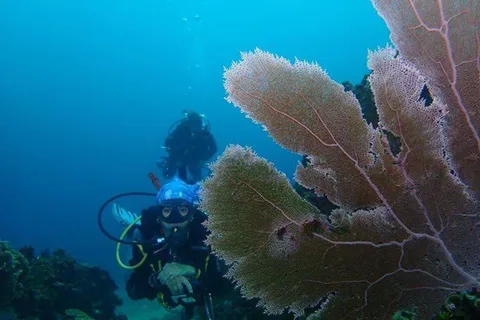 Cartagena: PADI DISCOVER SCUBA / MINICURSO DE BUCEO