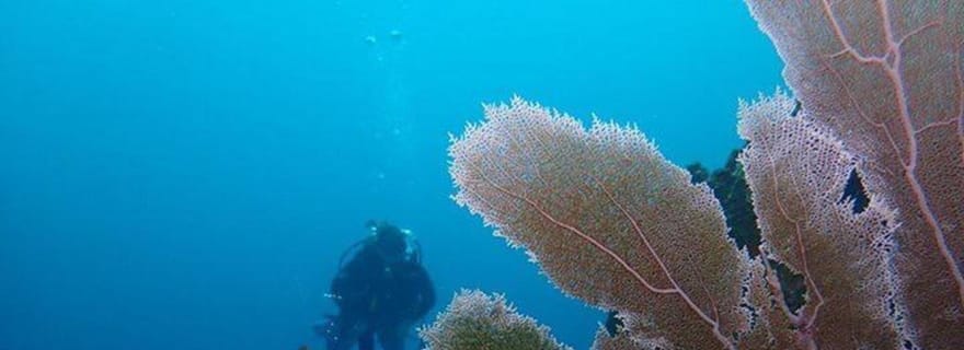 Cartagena : PADI DISCOVER SCUBA / MINICURSO DE BUCEO