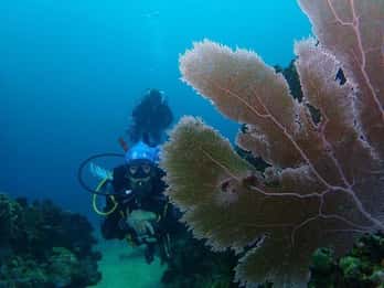 Cartagena : PADI DISCOVER SCUBA / MINICURSO DE BUCEO