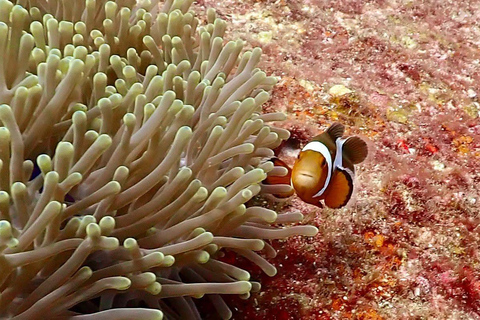 Phuket: Scuba Diving Try Dive with Hotel Pickup