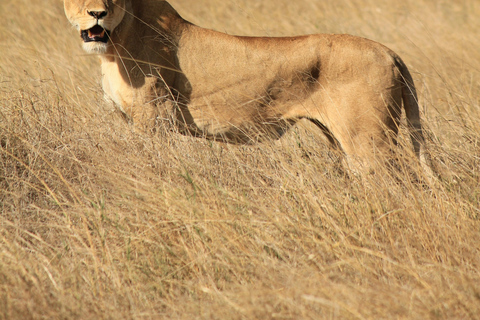 Privat 6-dagars rundtur i norra Tanzania (Safari och kultur)