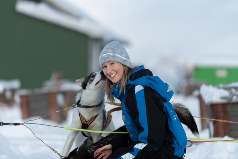 Tromsø: Easy Dog Sledding Tour & Kennel Visit