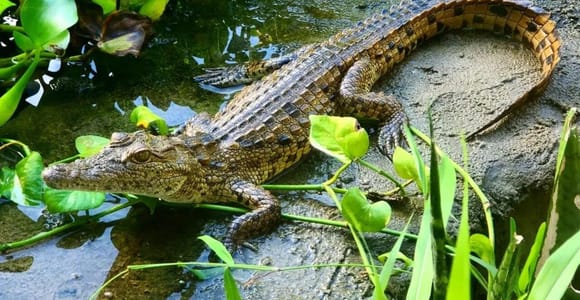 Jozani Forest Monkeys, Reptile Park, & Mtende Beach Tour