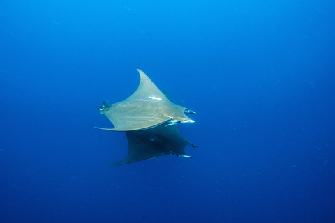 Vila Franca do Campo: Boat Diving Guided Tours twice a day. Vila Franca do Campo: Diving Tours. Single dives twice a day