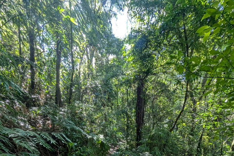 Teresópolis : circuit découverte de la faune de la forêt atlantiqueTeresópolis : Excursion à la découverte de la faune de la forêt atlantique