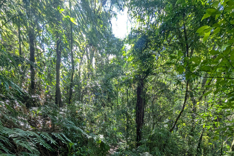 Teresópolis : circuit découverte de la faune de la forêt atlantiqueTeresópolis : Excursion à la découverte de la faune de la forêt atlantique
