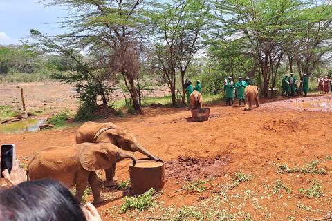 Nairobi: Orfanotrofio degli elefanti e delle giraffe David Sheldrick ...