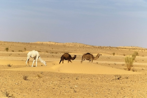 2 Tage Sahara Tour von Hammamet aus2 Tage Sahara Tour (Hammamet)