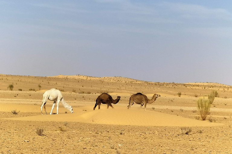 Från Yasmine Hammamet/Kantaoui: 2-dagars Sahara-tur med måltider