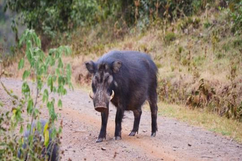 From Nairobi: 6-Day Aberdares, Lake Bogoria, and Masai Mara…