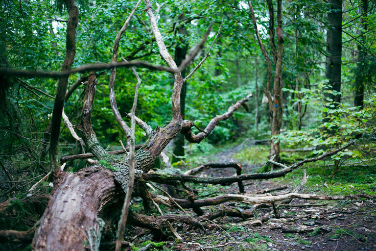 Stockholm: Vandring, utomhusmatlagning och kallvattenflytningPickup from Stockholm - drop-off Vaxholm