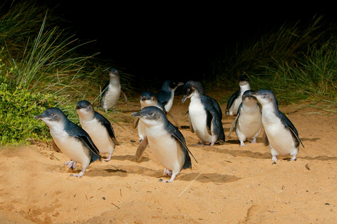 Från Melbourne: Penguin Parade och Koalas Tour