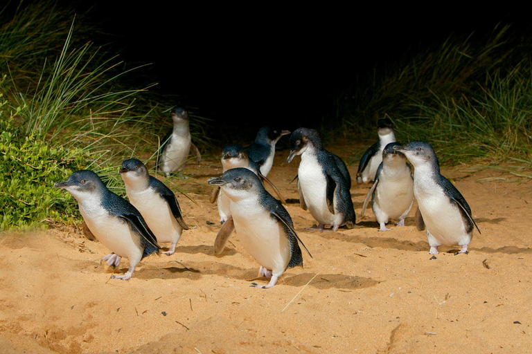 Desde Melbourne: Desfile de Pingüinos y Excursión a los Koalas