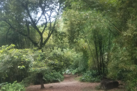 St. Vincent: Dark View Falls Tour