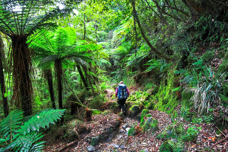 Khao Lak: Privat Khao Sok djungelsafari med bamburafting