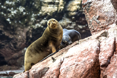 FD: Ica, Paracas - Ballestas Islands - Huacachina Excursion